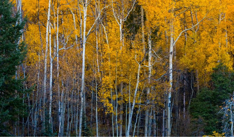 row_aspen